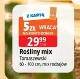 E.Leclerc Rośliny mix Tomaszewski oferta