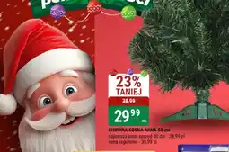 bi1 Choinka Sosna Anna oferta