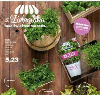 Netto Zioła w doniczce oferta