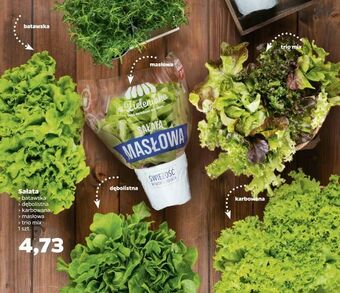 Netto Sałata oferta