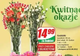 Lidl Goździki 50 cm 1 OPAK 10 SZT oferta