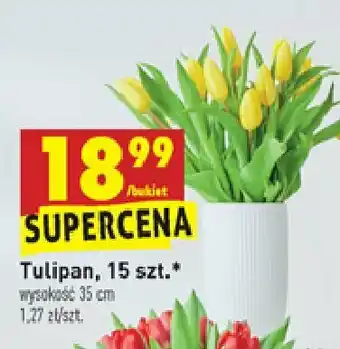 Lidl Tulipany polskie 35 cm 1 OPAK 15 SZT oferta