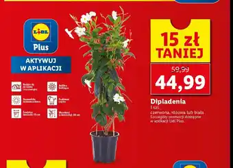 Lidl Dipladenia biała wys. 80 cm 1 SZT oferta