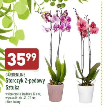 ALDI Storczyk 2-pędowy oferta