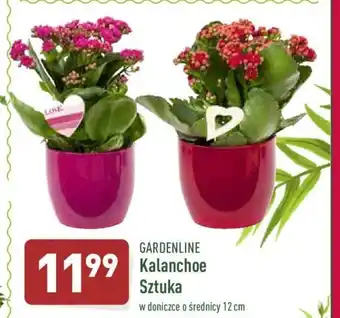 ALDI Kalanchoe oferta