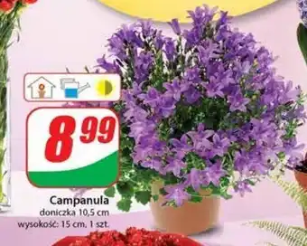 Dino Campanula sr. 10.5 cm 1 SZT oferta