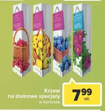 Carrefour Market Pigwowiec 1 SZT oferta