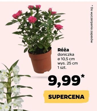 Netto Róża oferta