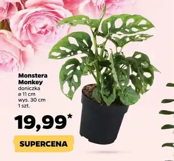 Netto Monstera Monkey oferta