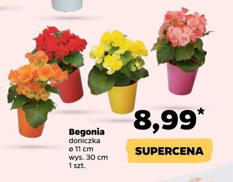 Netto Begonia oferta