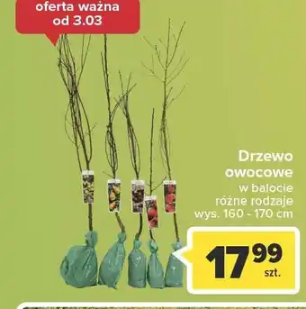 Carrefour Market Drzewo owocowe w balocie grusza 160-170 cm 1 SZT oferta