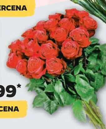 Netto Róża oferta