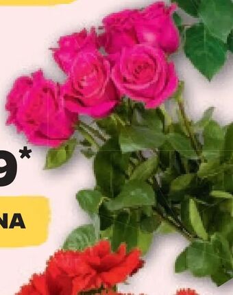 Netto Róża oferta