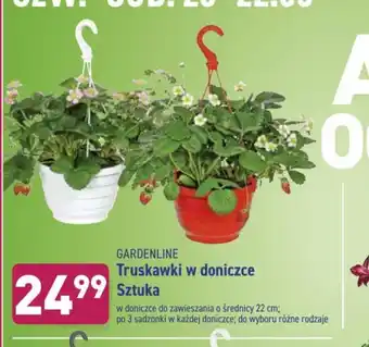 ALDI Truskawki w doniczce 1szt. oferta