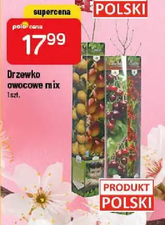 Polomarket Drzewko owocowe wiśnia 1 SZT oferta