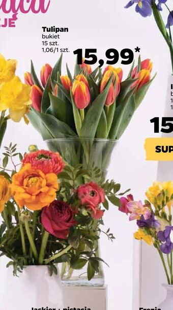 Netto Tulipan oferta