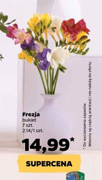 Netto Frezja oferta