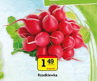 Gram Market Rzodkiewka 1 pęczek oferta