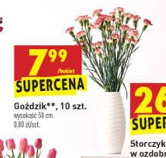 Biedronka Goździki 10szt. oferta