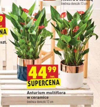Biedronka Anturium multiflora w ceramice oferta