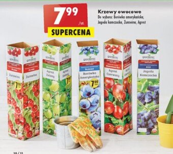 Biedronka Krzewy owocowe oferta