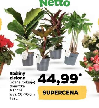 Netto Rośliny zielone oferta