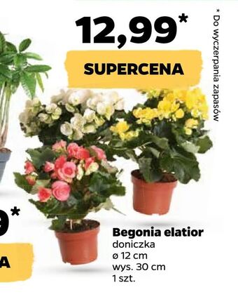 Netto Begonia elatior oferta