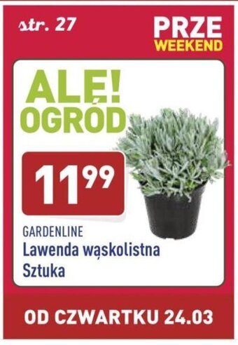 ALDI Lawenda wąskolistna oferta