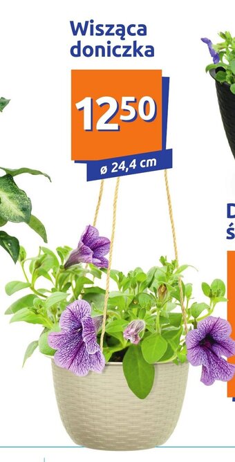 Action Wisząca doniczka oferta
