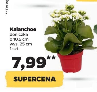 Netto Kalanchoe oferta