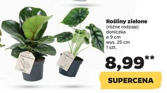 Netto Rośliny zielone oferta