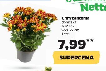 Netto Chryzantema oferta