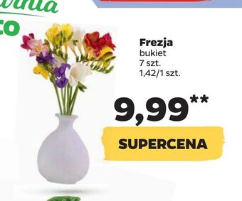 Netto Frezja oferta