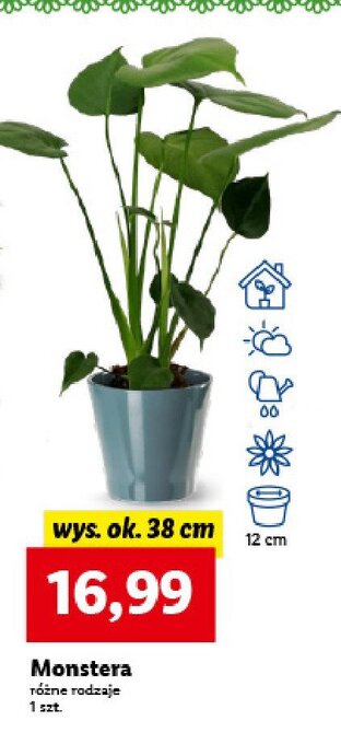 Lidl Monstera 38 cm oferta
