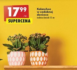 Biedronka Kalanchoe w ozdobnej doniczce oferta