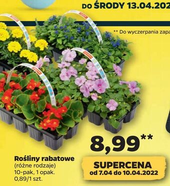 Netto Rośliny rabatowe oferta