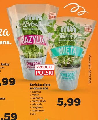 Netto Świeże zioła w doniczce oferta