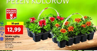 Netto Rośliny rabatowe oferta