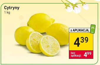 Stokrotka Cytryny 1kg oferta