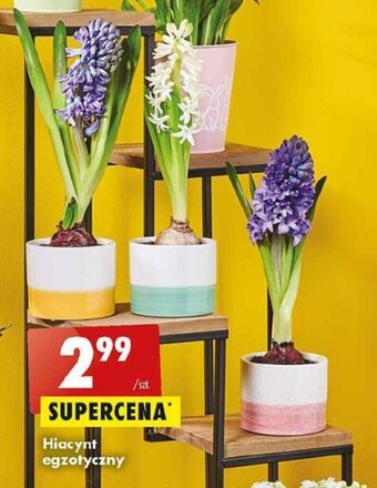 Biedronka Hiacynt egzotyczny oferta