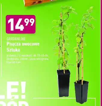 ALDI Pnącza kiwi 1 SZT oferta