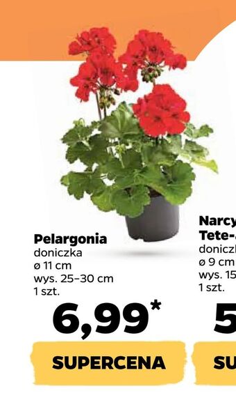 Netto Pelargonia oferta