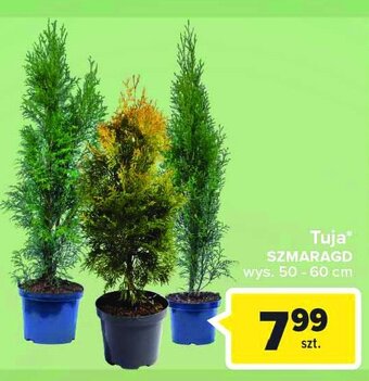 Carrefour Tuja szmaragd 50-60 cm oferta