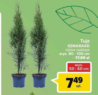 Carrefour Tuja szmaragd 80-100 cm oferta