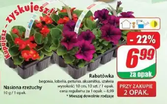 Dino Petunia rabatowa oferta