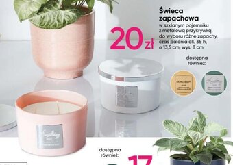 Pepco Świeca zapachowa oferta