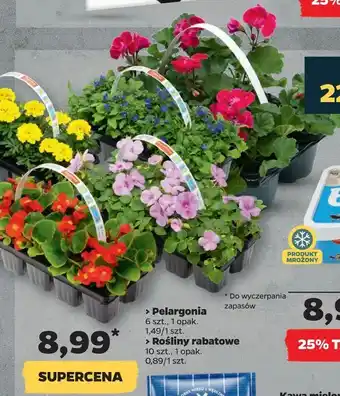 Netto Pelargonia, Rośliny rabatowe oferta