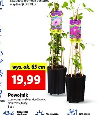 Lidl Powojnik czerwony 65 cm oferta