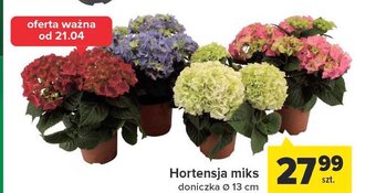 Carrefour Hortensja doniczka, śr. 13 cm oferta
