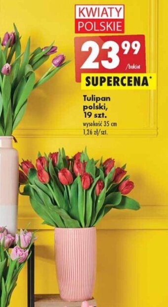 Biedronka Tulipan polski 19 szt. oferta